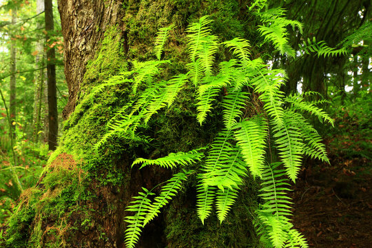 a picture of an Pacific Northwest Sword ferns attached to a Maple tree