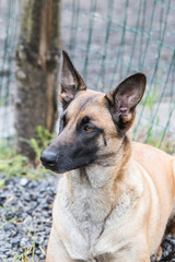 Malinois