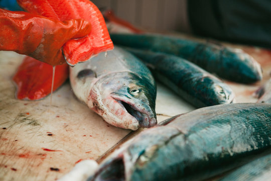 Fisherman filleting and preparing a fish