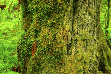 a picture of an Pacific Northwest rainforest mossy old growth Maple tree