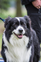 Border collie