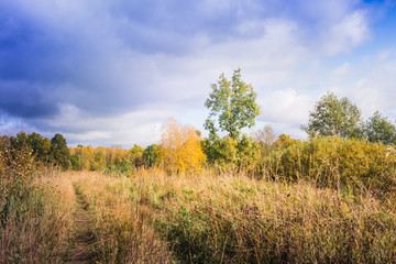 Landscape with yellow trees and grass in autumn