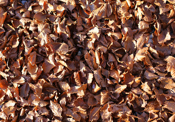 background of fall leaves in autumn