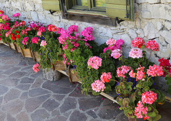 Fototapeta na wymiar garden of the house decorated with so many geraniums