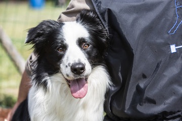 Border collie
