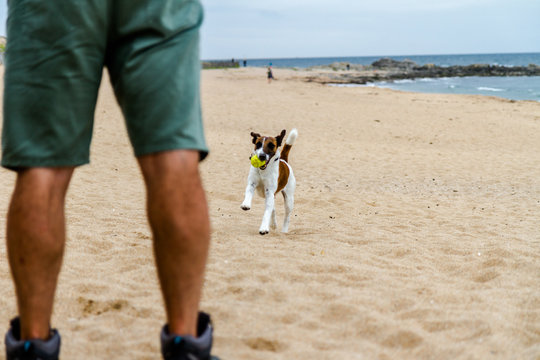 Fox-terrier court sur le sable