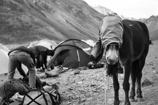 Blindfold donkey in front of tents
