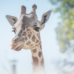 GIRAFFE