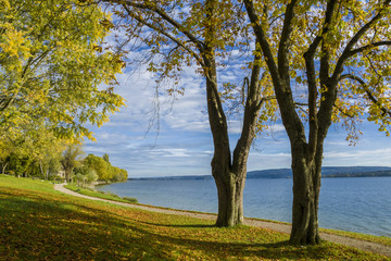 Goldene Herbststimmung am schönen Bodensee mit blauen Himmel
