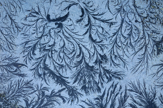 remarkable organic frost patterns