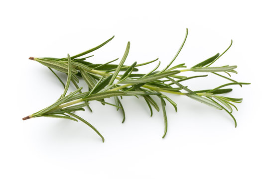 Rosemary isolated on white background, Top view.