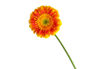 Naklejka premium Gerbera mit Stängel gelb