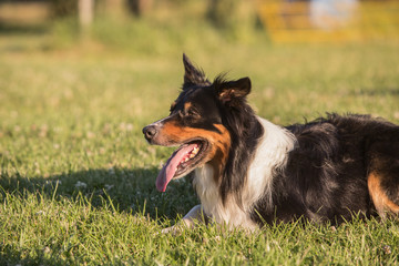 Border collie