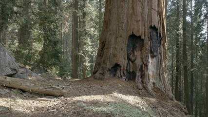 Giant tree in a beautiful forest