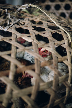 Chicken in a basket