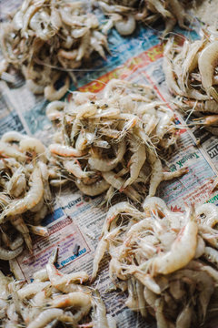 Shrimp piles