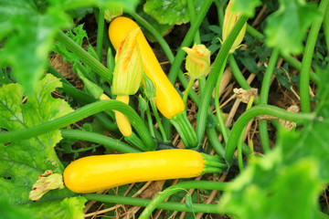 Squashes in garden