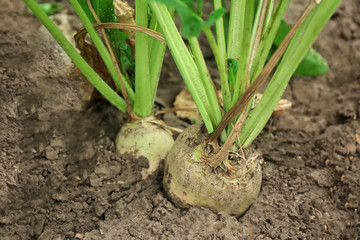 Ripe root plant in garden