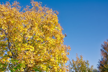 Fall Tree Outdoors Daytime Season Autumn Orange Yellow