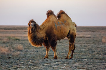 Domestic brown bactrian two-humped camel in desert of Kazakhstan