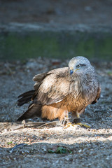 Rapace