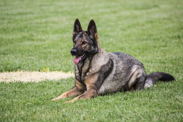 Berger allemand
