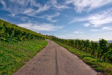 Outdoors Vineyard Landscape Fall Season Autumn Orange Yellow Green Farmland Agriculture European Wine