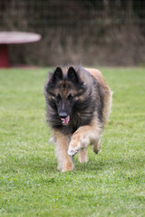 Tervuren