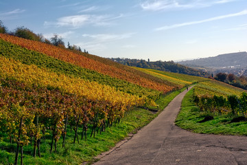 Fototapeta na wymiar Outdoors Vineyard Landscape Fall Season Autumn Orange Yellow Green Farmland Agriculture European Wine