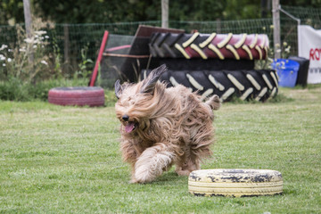 Bouvier