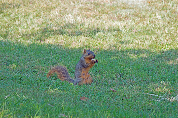 A red squirrel snacks on an old piece of corn on the cob in a backyard in Missouri.