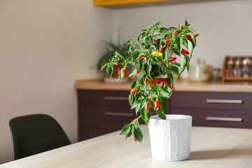 Chili pepper bush in flowerpot on table indoors