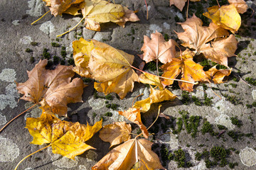 Fall autumn leaves on the ground, copy space