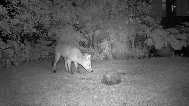 Fox feeding in urban house garden at night with Hedgehog.