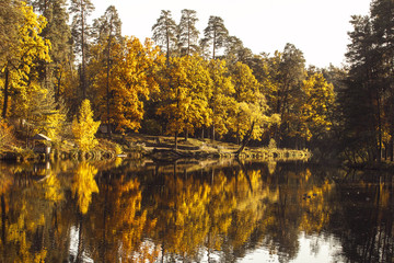 Autumn forest near the lake
