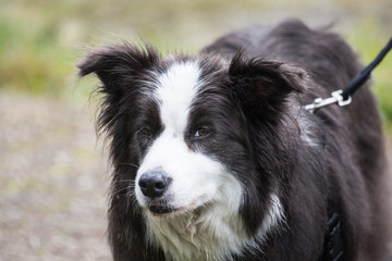 Border collie