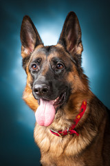 German Shepherd Looks at the Camera