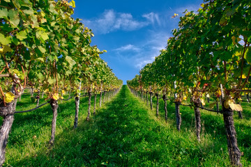 Vineyard Rows Wine Outdoors Daytime Changing Seasons Fall Autumn Leaves Colorful Farming Agriculture Warm Colors Green
