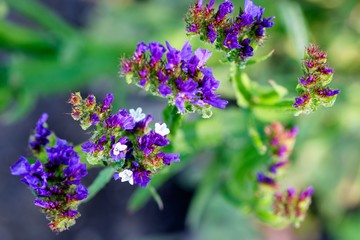 Summer garden. Flowers.