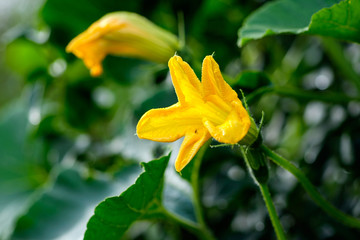 Summer garden. Pumpkin.