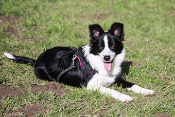 Border collie