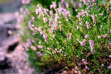 Lavender