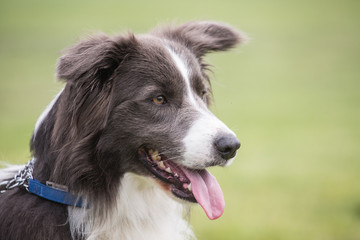 Border collie