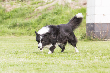 Border collie