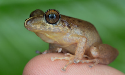 rana