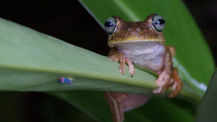 rana