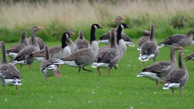 Greylag and Canada gees in field.
