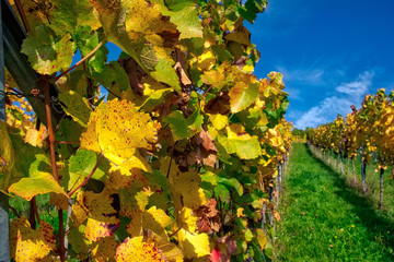 Vineyard Rows Wine Outdoors Daytime Changing Seasons Fall Autumn Leaves Colorful Farming Agriculture Warm Colors
