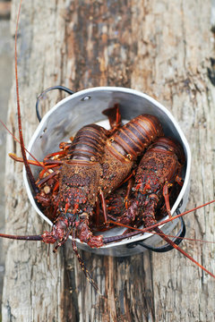 Live seafood freshly caught