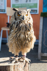Rapace